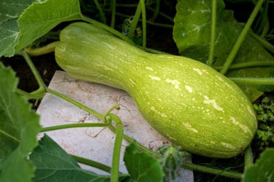 growing-winter-squash