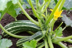 growing-zucchini