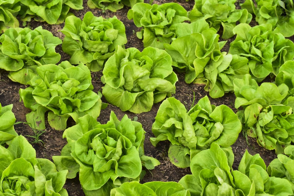 How to Harvest Buttercrunch Lettuce Garden.eco