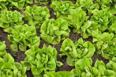 harvest-buttercrunch-lettuce