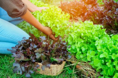 harvest-leaf-lettuce