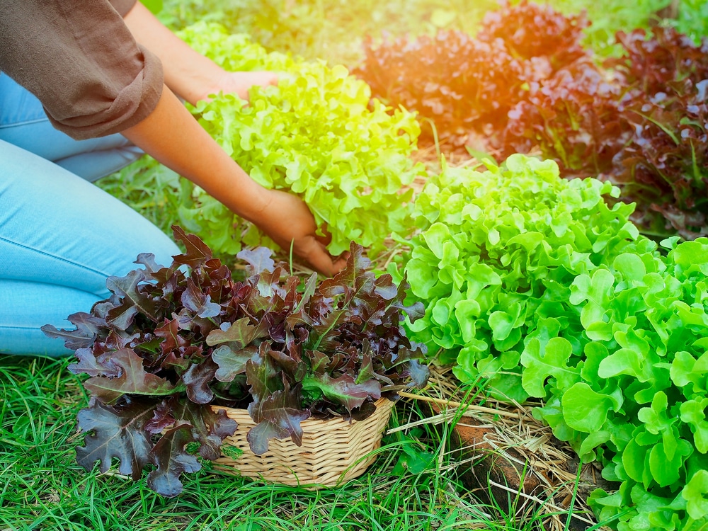 Havesting Leaf Lettuce Like A Pro