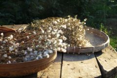 harvest-lettuce-seeds