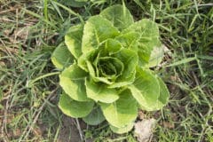 harvest-romaine-lettuce