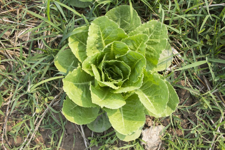 Growing Romaine Lettuce Like You Were Born to Farm