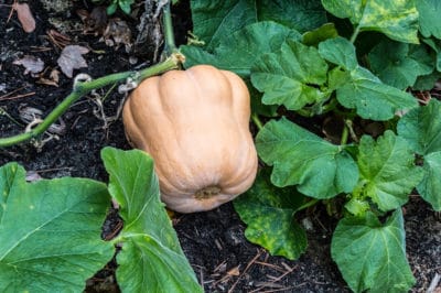 harvest-winter-squash