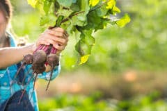 harvesting-beets