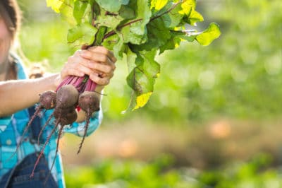 harvesting-beets