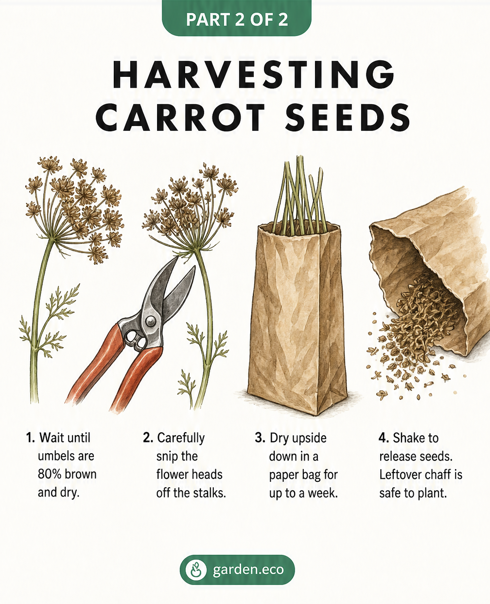 Step-by-step botanical illustrations showing how to harvest carrot seeds by snipping dry umbels and drying them upside down in a paper bag.