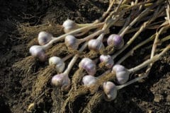 harvesting-garlic