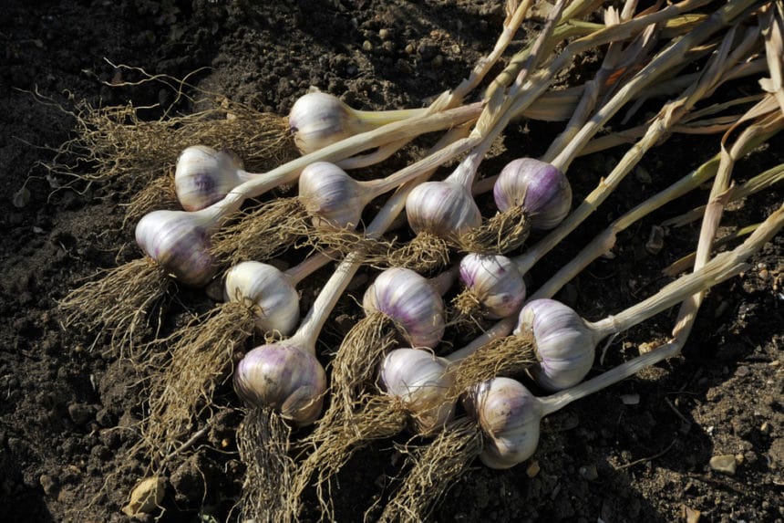 Harvesting Garlic » Top Tips to Harvest Like a Pro