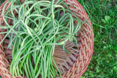 harvesting-garlic-scapes