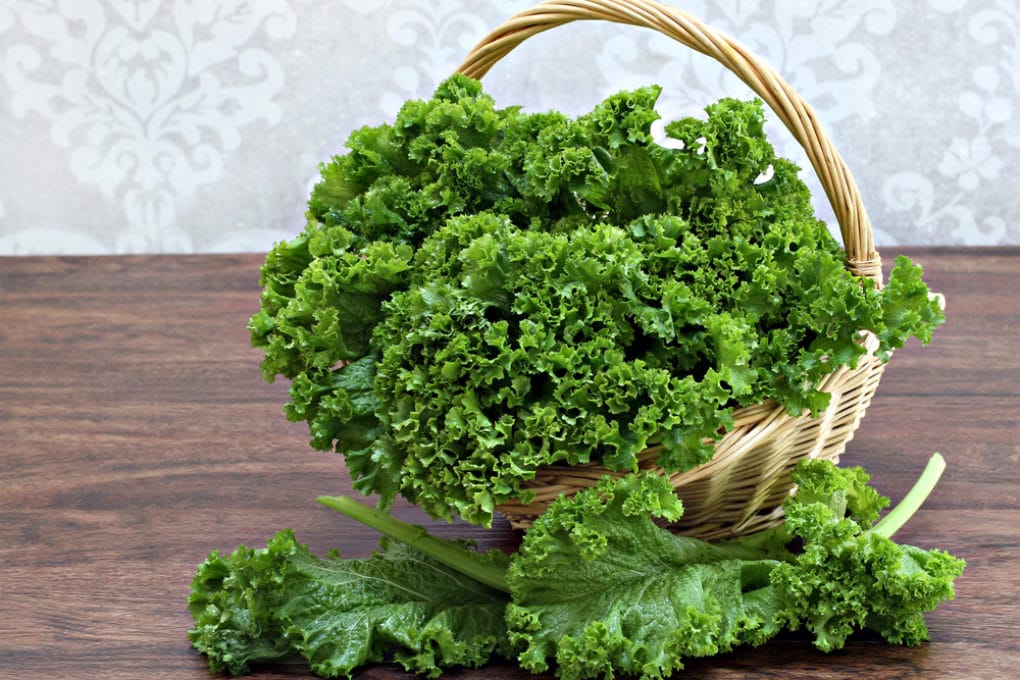 Where Does Kale Grow? » Around the World & In Your Garden