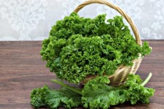 harvesting-kale