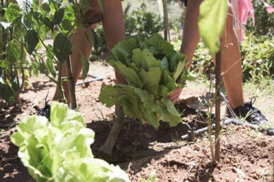 harvesting-romaine-lettuce