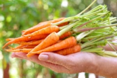 how-do-baby-carrots-grow