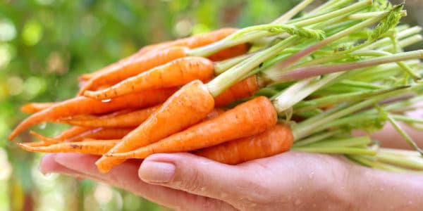 how-do-baby-carrots-grow