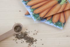 how-do-carrots-reproduce