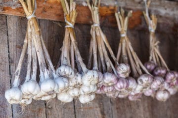 How to Dry Garlic and Make it Last » Top Tips