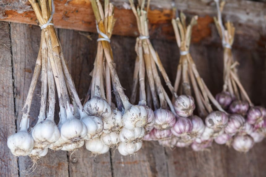 How to Dry Garlic and Make it Last » Top Tips
