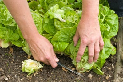 how-to-harvest-lettuce