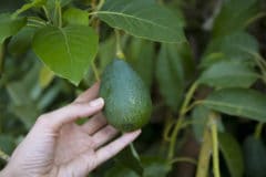 how-to-pick-avocado