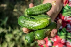 how-to-pick-cucumbers