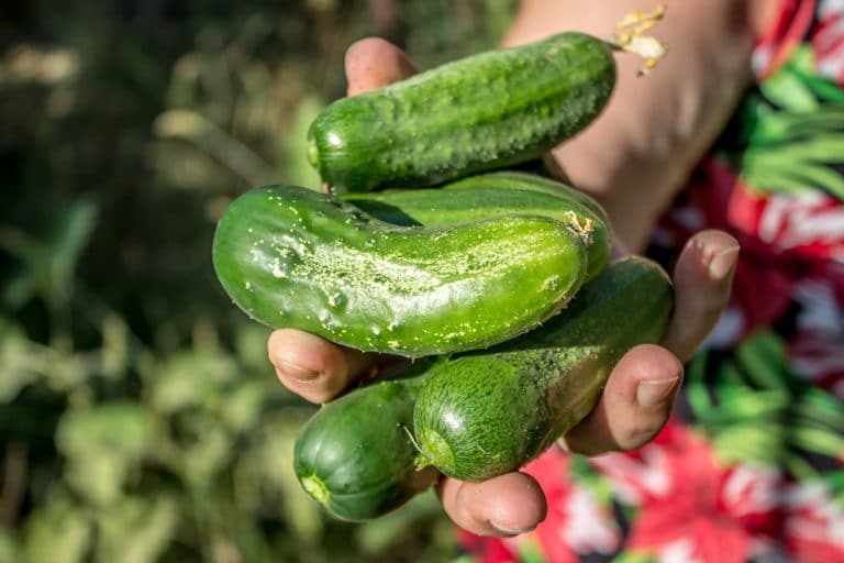 Growing Pickling Cucumbers » How to Get Your Crunch On