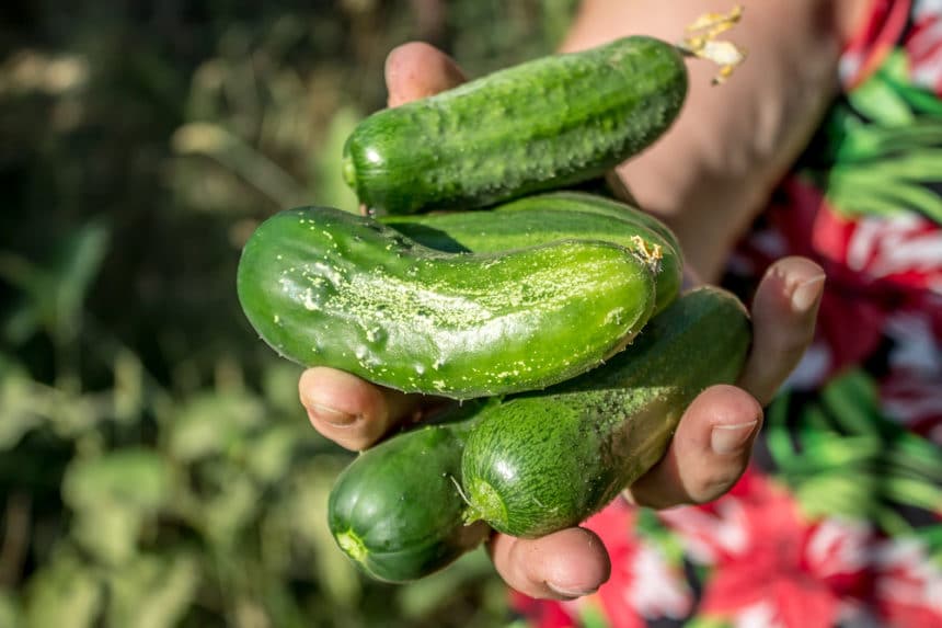 When and How to Pick Pickling Cucumbers Garden.eco