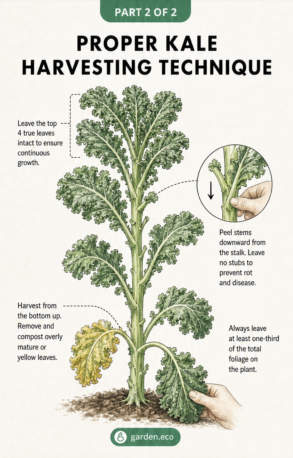 Detailed drawing of a kale plant demonstrating the cut-and-come-again harvesting technique, showing which leaves to pick and which to leave.