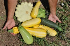 how-to-pick-squash