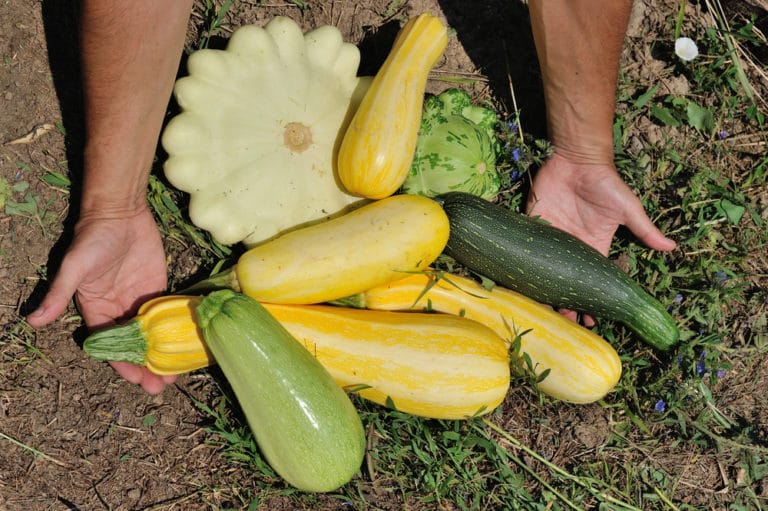 When is Zucchini Ready to Pick? » Top Timing Tips