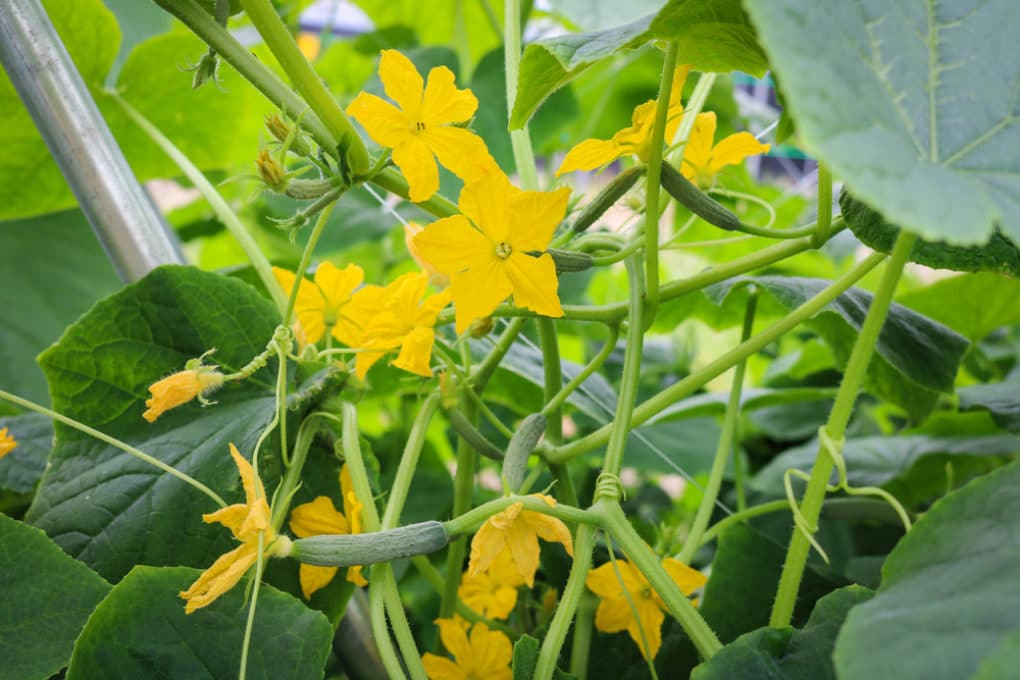 How To Pollinate Cucumbers Like You Were Mother Nature