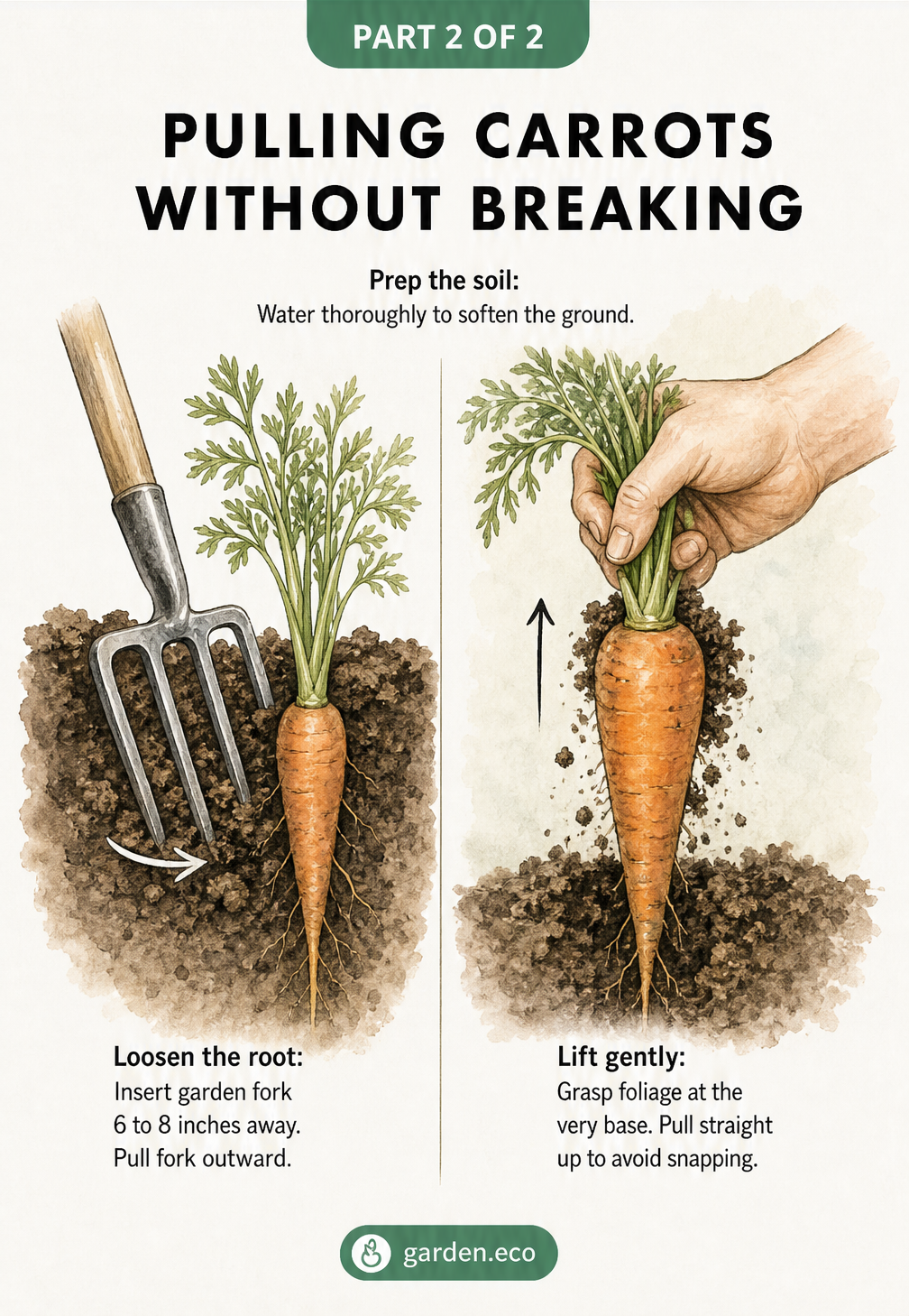 Illustration demonstrating how to pull carrots without breaking them by loosening the soil with a garden fork and gently pulling the foliage straight up.