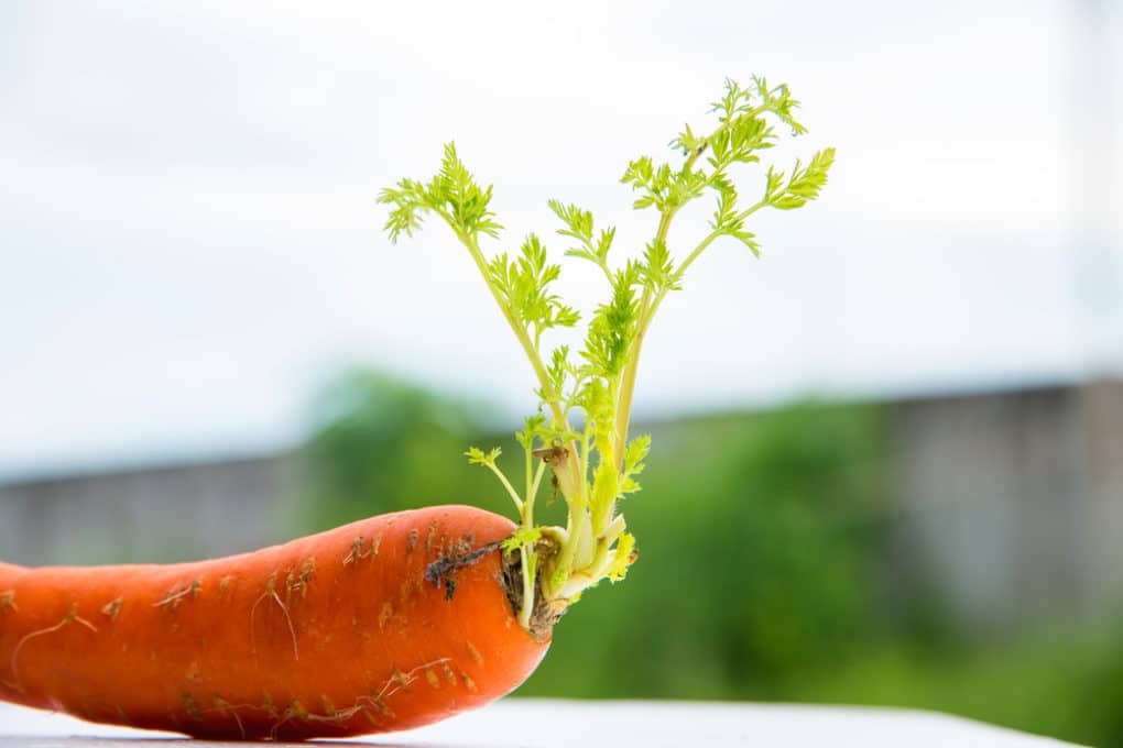 How Do Carrots Reproduce? » It