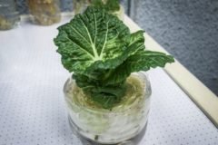 how-to-regrow-lettuce