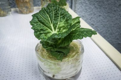 how-to-regrow-lettuce