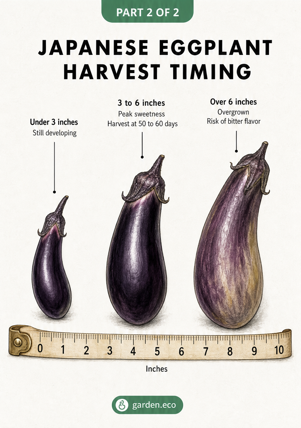 Illustration of Japanese eggplants on a measuring tape showing the ideal harvest size between 3 and 6 inches.