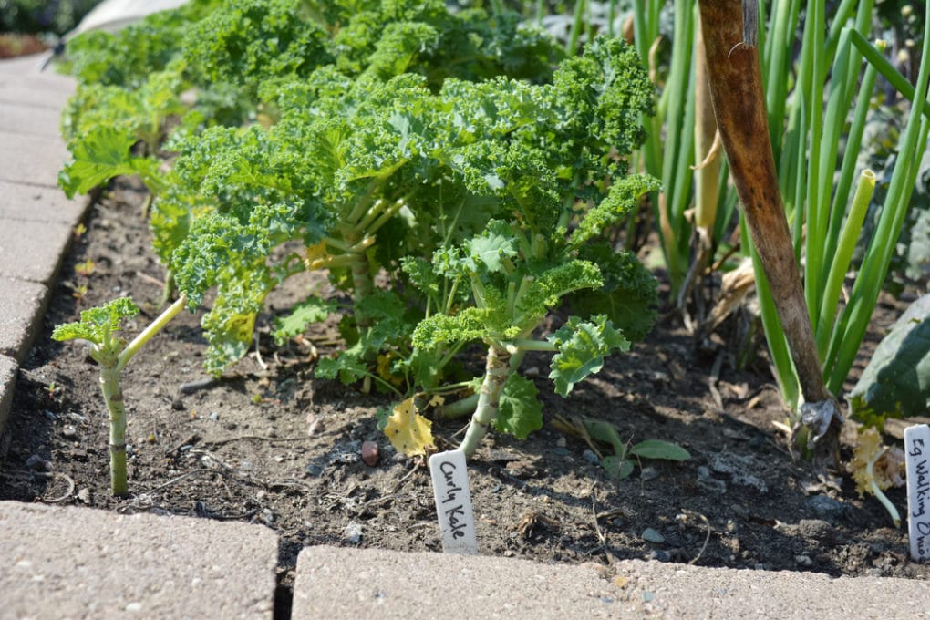 Kale Companion Plants » Know Their Friends and Enemies