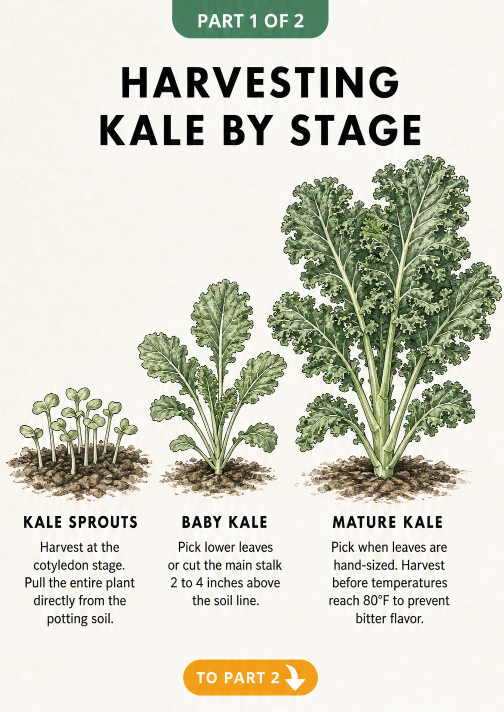 Botanical illustration showing three stages of kale growth: sprouts, baby kale, and mature kale, with harvesting instructions for each stage.