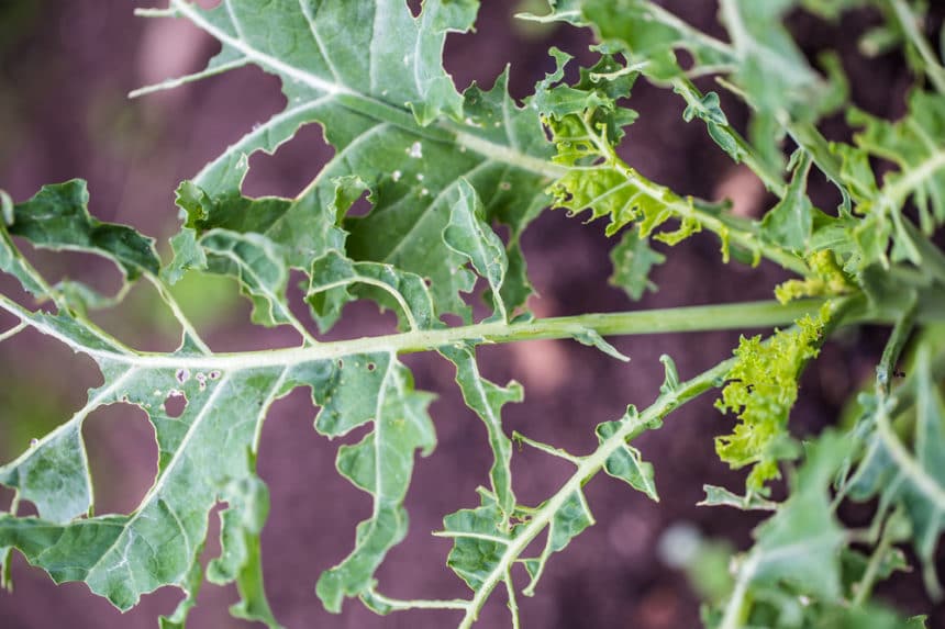 Kale Pests » Top Tips on Identification & Control