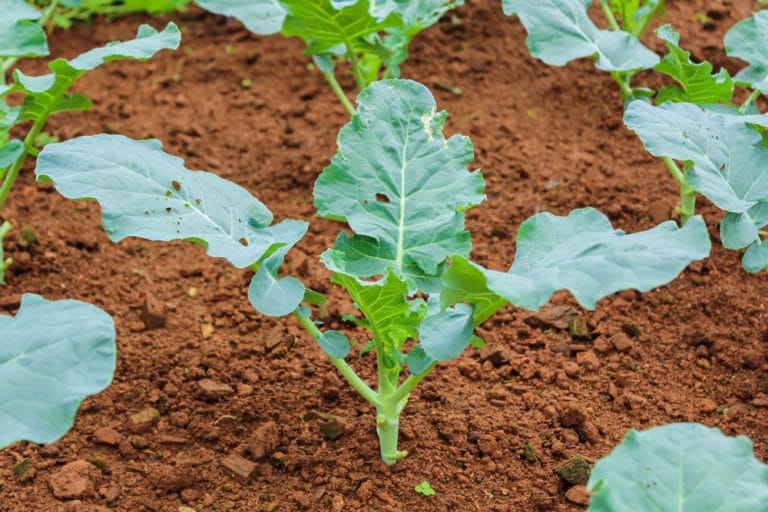 Kale Pests » Top Tips on Identification & Control