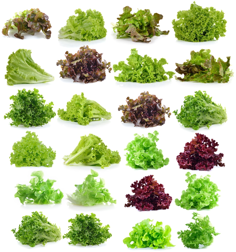 leaf lettuce types