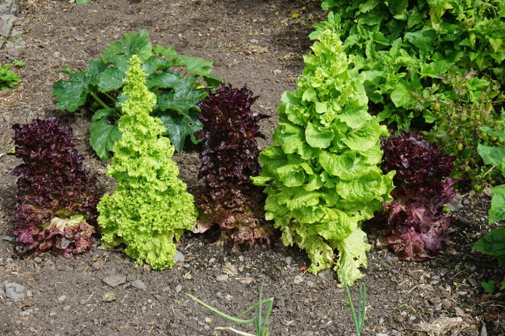 How Far Apart to Plant Lettuce » Know the Distance