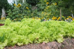 lettuce-companion-plants