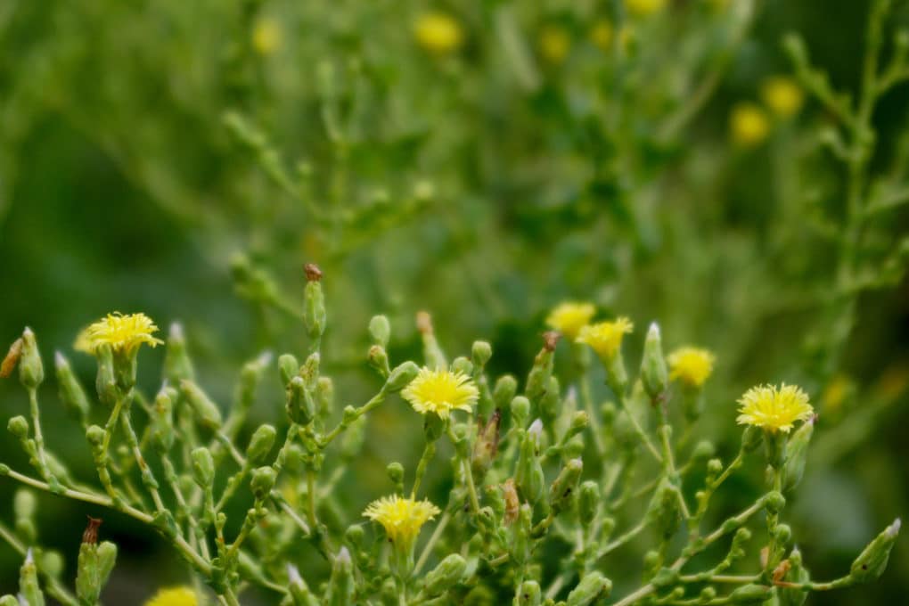 Lettuce Flowers » Everything You Need to Know
