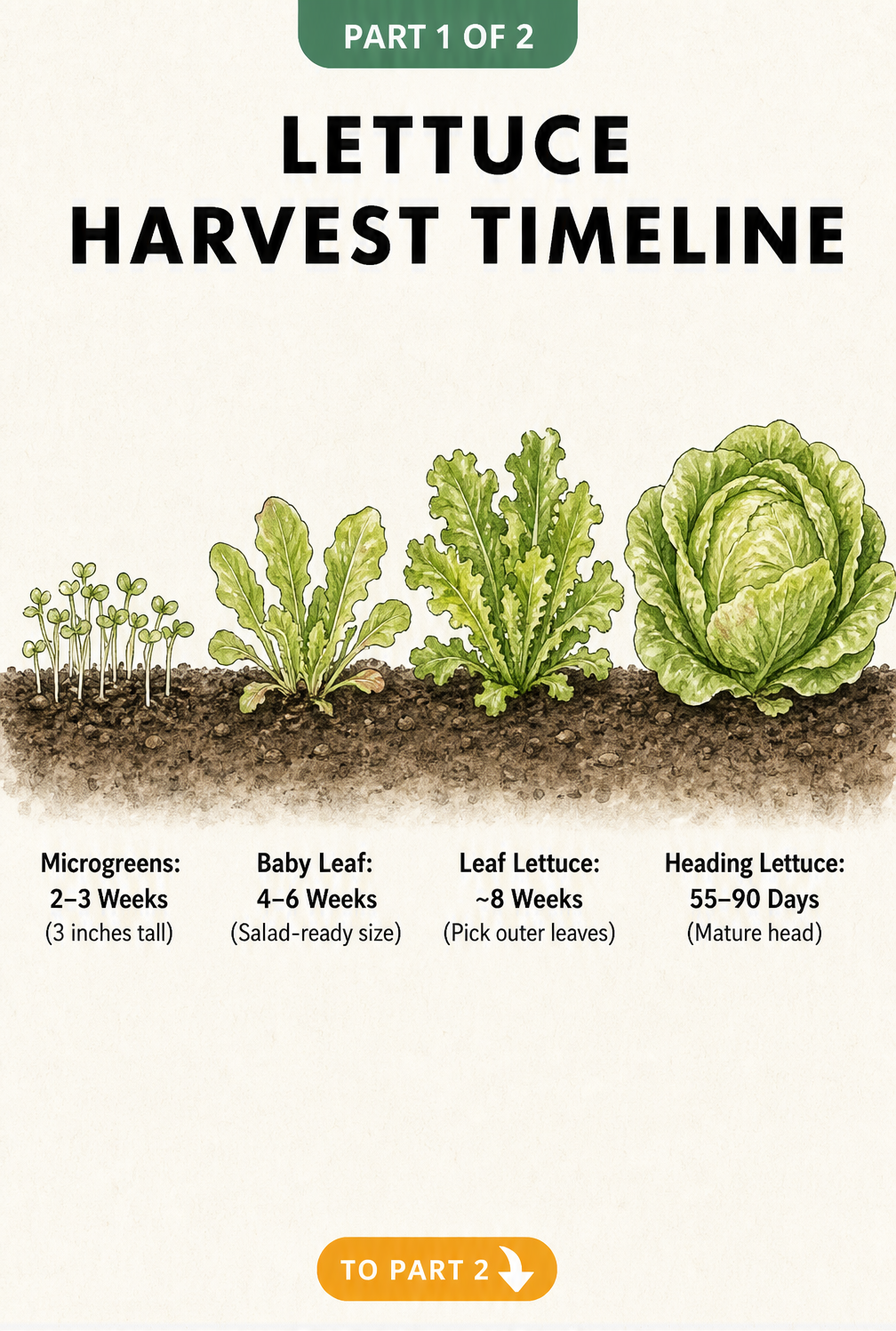 Botanical illustration showing the four growth stages of lettuce from microgreens to a mature heading lettuce with harvest timelines.