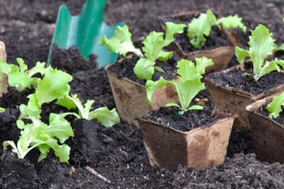 lettuce-seedlings