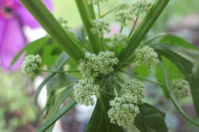 lettuce-seeds-come