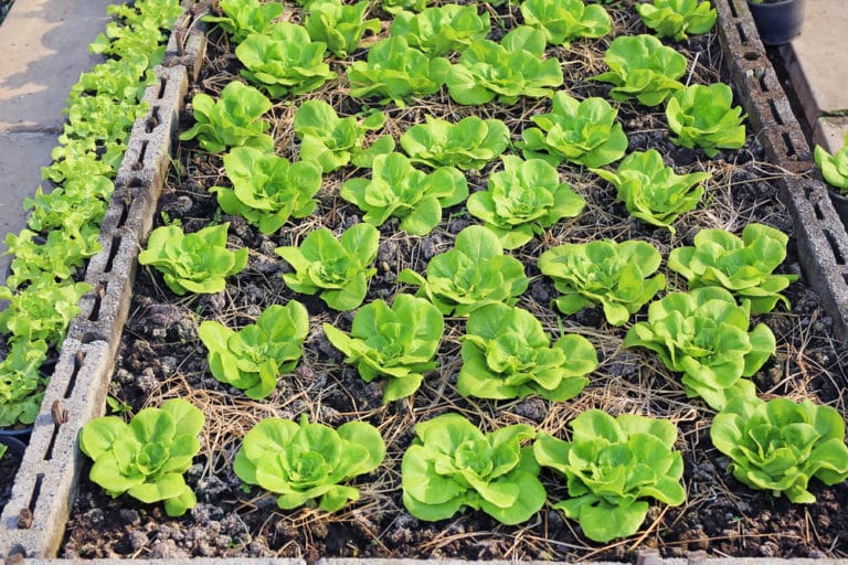 Where Do Lettuce Seeds Come From & Why it Happens.